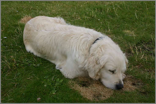 Jessie, unsere freundliche Begleiterin am Strand von Lettergash, bewacht unser Zelt