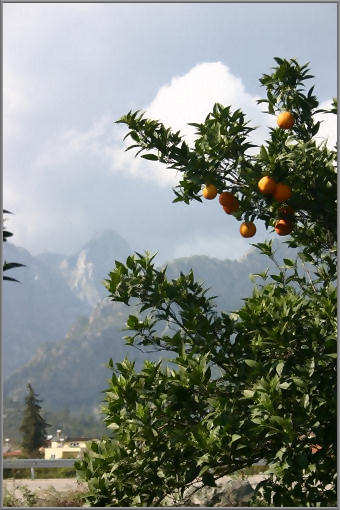 Orangen