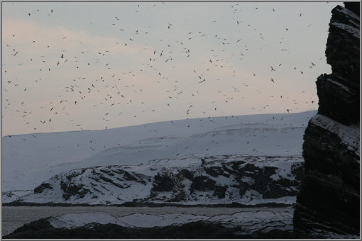 Vogelfelsen Sværholtklubben