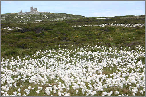 Horn Head, Co. Donegal