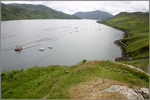 Muschelzucht am Killary Harbour