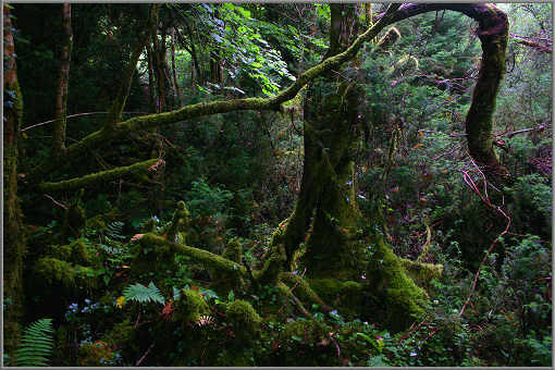Der irische Wald