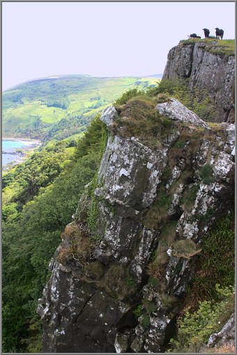 Kühe auf dem Fair Head