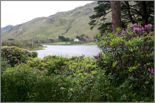 Rhododendron am Kylemore Lake