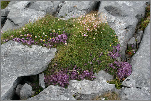 Blumen in Kalkstein, Doolin