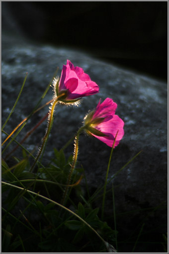 Bei Doolin