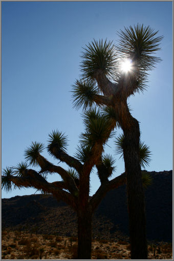 Yoshua Tree