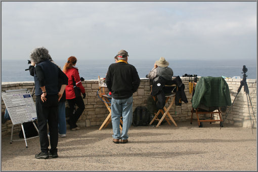 Whale watching
