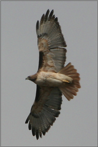 Adler?