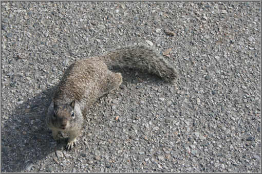 Grauhörnchen