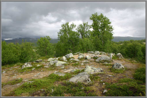 Auf dem Dovrefjell
