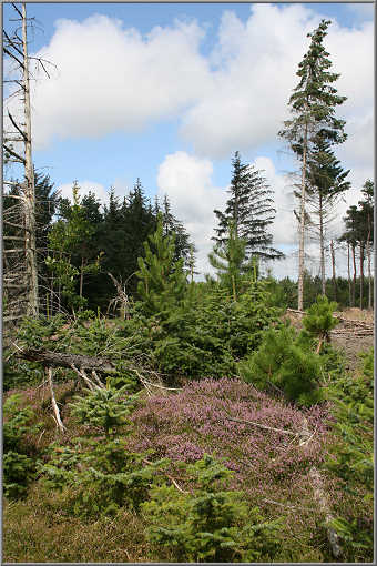 Hinterland bei Blokhus, Dänemark