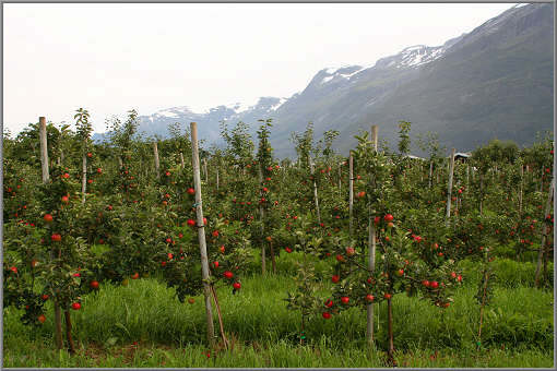 Obstplantage in Lofthus