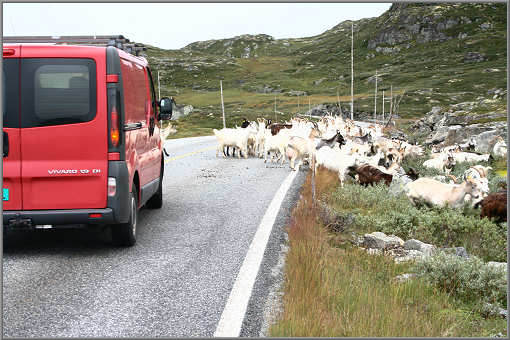 Ziegenhüten auf der Hardangervidda