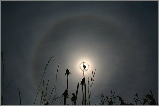 Sonnenhalo hinter Pusteblume