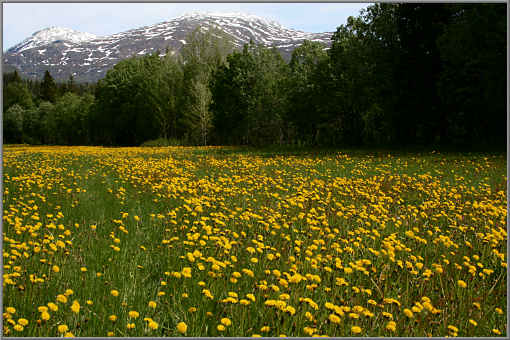 Blick auf die Berge des Saltfjell