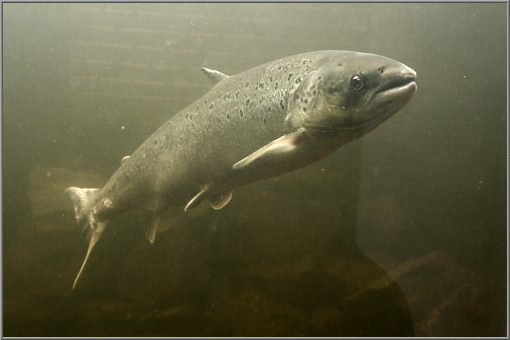 Namsen Laksakvarium, Lachs
