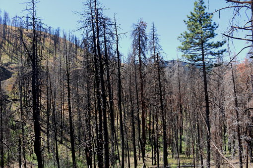 Nach dem Waldbrand