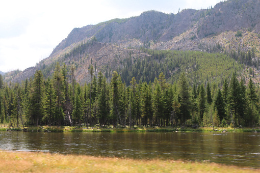 Im Yellowstone Nationalpark am Ufer des Madison River