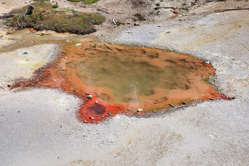 Thermophile