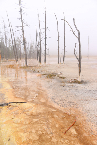Lower Geyser Basin