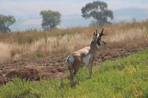 Pronghorn