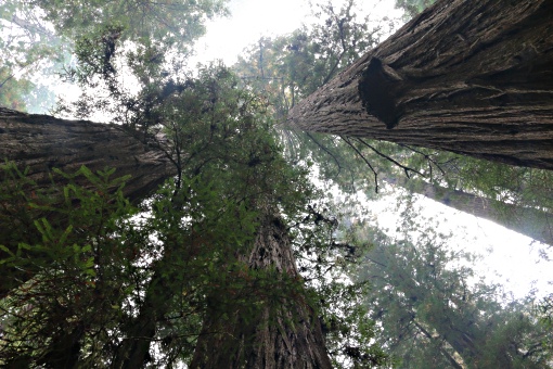 Redwood