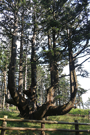 Octopus Tree